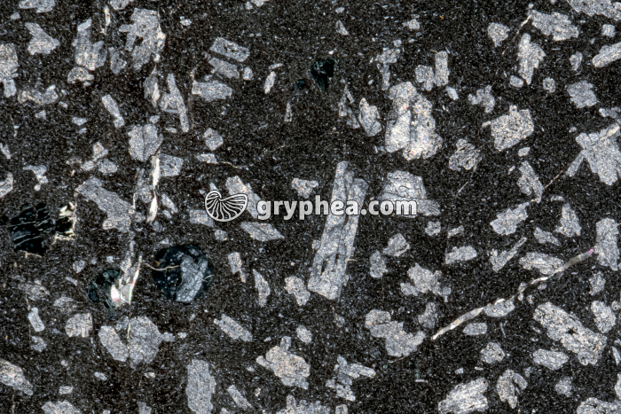 Trachyte - Trachyandésite LPA x3 - gryphea.com